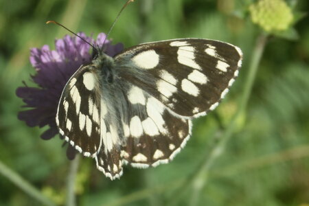 Satyridae-Melanargia galathea-Colmars, DSC_0361 - Copie