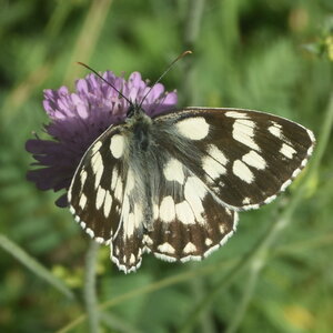 Satyridae-Melanargia galathea-Colmars, DSC_0363 - Copie