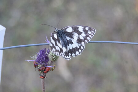 Satyridae-Melanargia galathea-Colmars, DSC_0364