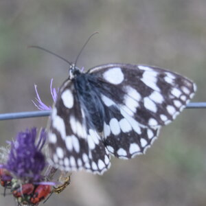 Satyridae-Melanargia galathea-Colmars, DSC_0370