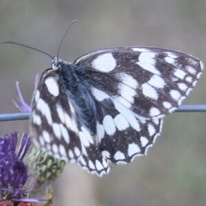 Satyridae-Melanargia galathea-Colmars, DSC_0371