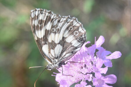 Satyridae-Melanargia galathea-Colmars, DSC_0397