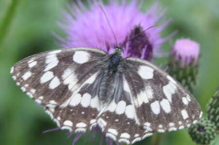 Satyridae-Melanargia galathea-Colmars, DSC_0501