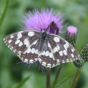 Satyridae-Melanargia galathea-Colmars, DSC_0502