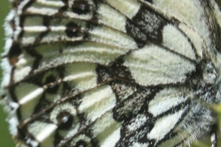 Satyridae-Melanargia galathea-Colmars, DSC_0511