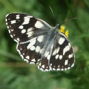 Satyridae-Melanargia galathea-Colmars, DSC_0530