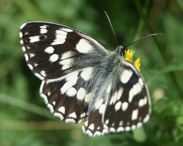 Satyridae-Melanargia galathea-Colmars, DSC_0531