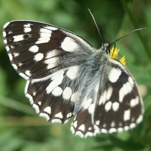 Satyridae-Melanargia galathea-Colmars, DSC_0532