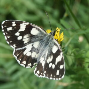 Satyridae-Melanargia galathea-Colmars, DSC_0533