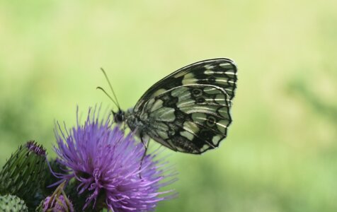 Satyridae-Melanargia galathea-Colmars, DSC_0534