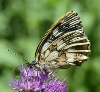 Satyridae-Melanargia galathea-Colmars, DSC_0553