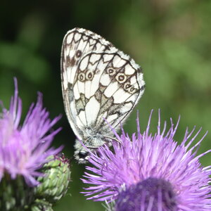 Satyridae-Melanargia galathea-Colmars, DSC_0715
