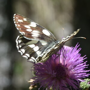 Satyridae-Melanargia galathea-Colmars, DSC_0719