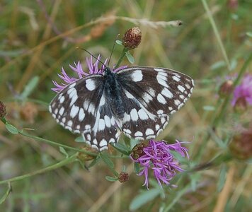 Satyridae-Melanargia galathea-Colmars, DSC_0808-1