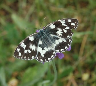 Satyridae-Melanargia galathea-Colmars, DSC_0818