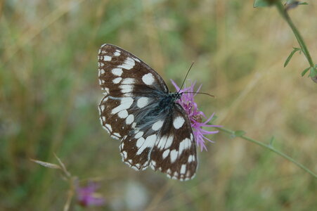Satyridae-Melanargia galathea-Colmars, DSC_0818-1