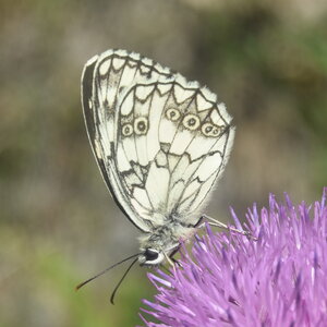 Satyridae-Melanargia galathea-Colmars, DSC_0900  2 