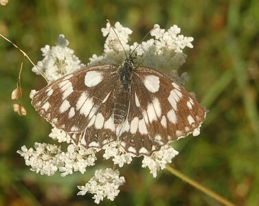 Satyridae-Melanargia galathea-Colmars, DSC_0917