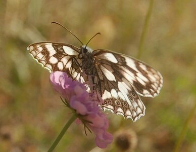 Satyridae-Melanargia galathea-Colmars, DSC_0922