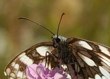 Satyridae-Melanargia galathea-Colmars, DSC_0930