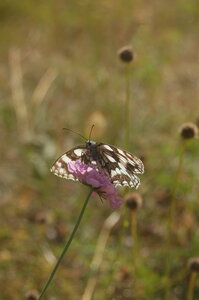 Satyridae-Melanargia galathea-Colmars, DSC_0932