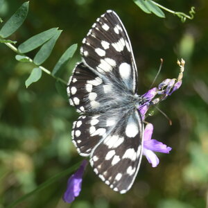Satyridae-Melanargia galathea-Colmars, DSC_0970