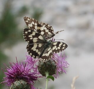 Satyridae-Melanargia galathea-Colmars, DSC_0993-1