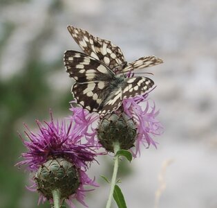 Satyridae-Melanargia galathea-Colmars, DSC_0995