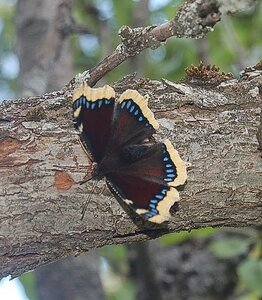 Nymphalidae-Nymphalidae-Nymphalis antiopa-Colmars, Copie de DSC_0344