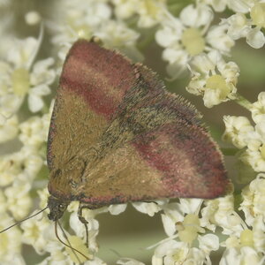 Geometridae-Lythria cruentata-Colmars, DSC_0214