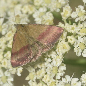 Geometridae-Lythria cruentata-Colmars, DSC_0216
