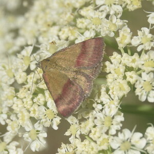 Geometridae-Lythria cruentata-Colmars, DSC_0217