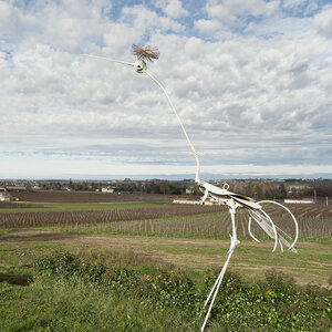 Fabien Magigue 2020, Haut Sarpe / Saint-Emilion