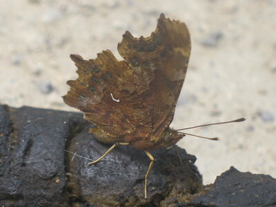 Nymphalidae-Nymphalinae-Polygonia c-album, Montreuil (Parc des Beaumonts), 000040