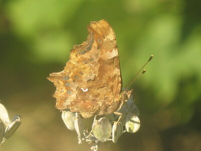 Nymphalidae-Nymphalinae-Polygonia c-album, Montreuil (Parc des Beaumonts), 000077