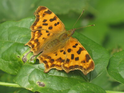 Nymphalidae-Nymphalinae-Polygonia c-album, Montreuil (Parc des Beaumonts), 000237