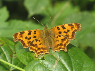 Nymphalidae-Nymphalinae-Polygonia c-album, Montreuil (Parc des Beaumonts), 000240