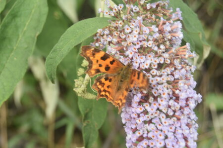 Nymphalidae-Nymphalinae-Polygonia c-album, Montreuil (Parc des Beaumonts), DSC_0020