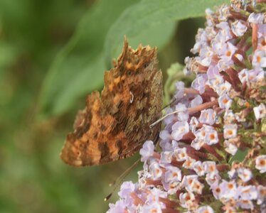 Nymphalidae-Nymphalinae-Polygonia c-album, Montreuil (Parc des Beaumonts), DSC_0025a
