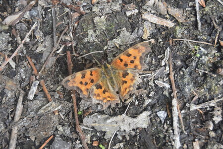 Nymphalidae-Nymphalinae-Polygonia c-album, Montreuil (Parc des Beaumonts), DSC_0128