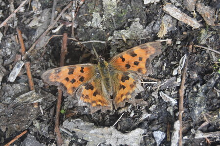 Nymphalidae-Nymphalinae-Polygonia c-album, Montreuil (Parc des Beaumonts), DSC_0131