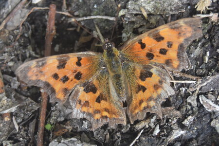 Nymphalidae-Nymphalinae-Polygonia c-album, Montreuil (Parc des Beaumonts), DSC_0189