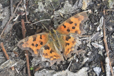 Nymphalidae-Nymphalinae-Polygonia c-album, Montreuil (Parc des Beaumonts), DSC_0190