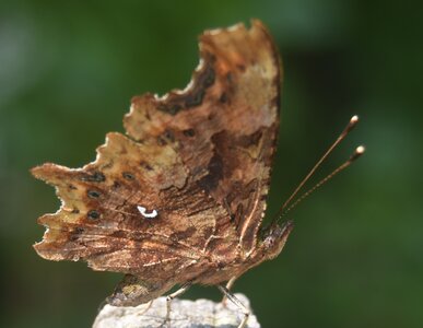 Nymphalidae-Nymphalinae-Polygonia c-album, Montreuil (Parc des Beaumonts), DSC_0219a