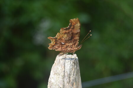 Nymphalidae-Nymphalinae-Polygonia c-album, Montreuil (Parc des Beaumonts), DSC_0220