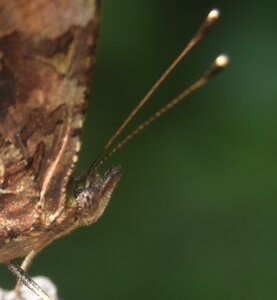 Nymphalidae-Nymphalinae-Polygonia c-album, Montreuil (Parc des Beaumonts), DSC_0220a