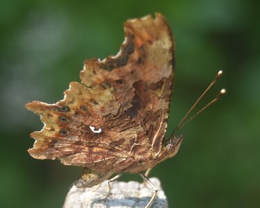 Nymphalidae-Nymphalinae-Polygonia c-album, Montreuil (Parc des Beaumonts), DSC_0222a