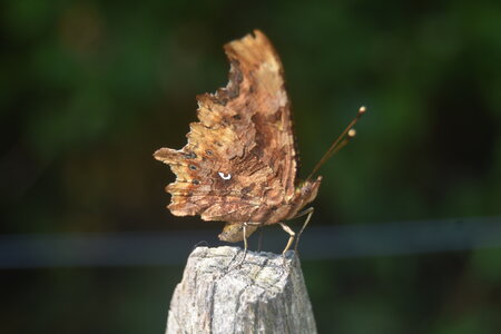 Nymphalidae-Nymphalinae-Polygonia c-album, Montreuil (Parc des Beaumonts), DSC_0233