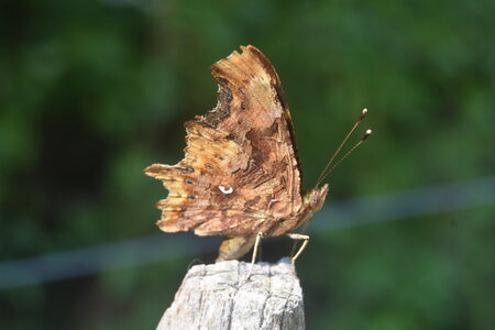 Nymphalidae-Nymphalinae-Polygonia c-album, Montreuil (Parc des Beaumonts), DSC_0237
