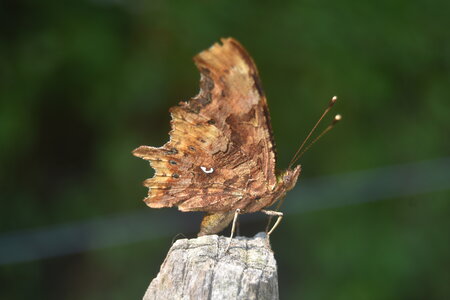 Nymphalidae-Nymphalinae-Polygonia c-album, Montreuil (Parc des Beaumonts), DSC_0238